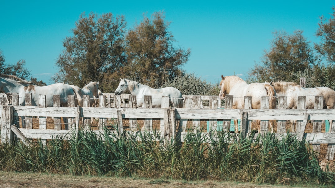 Manades, flamingos and salt: authentic immersion in the Camargue