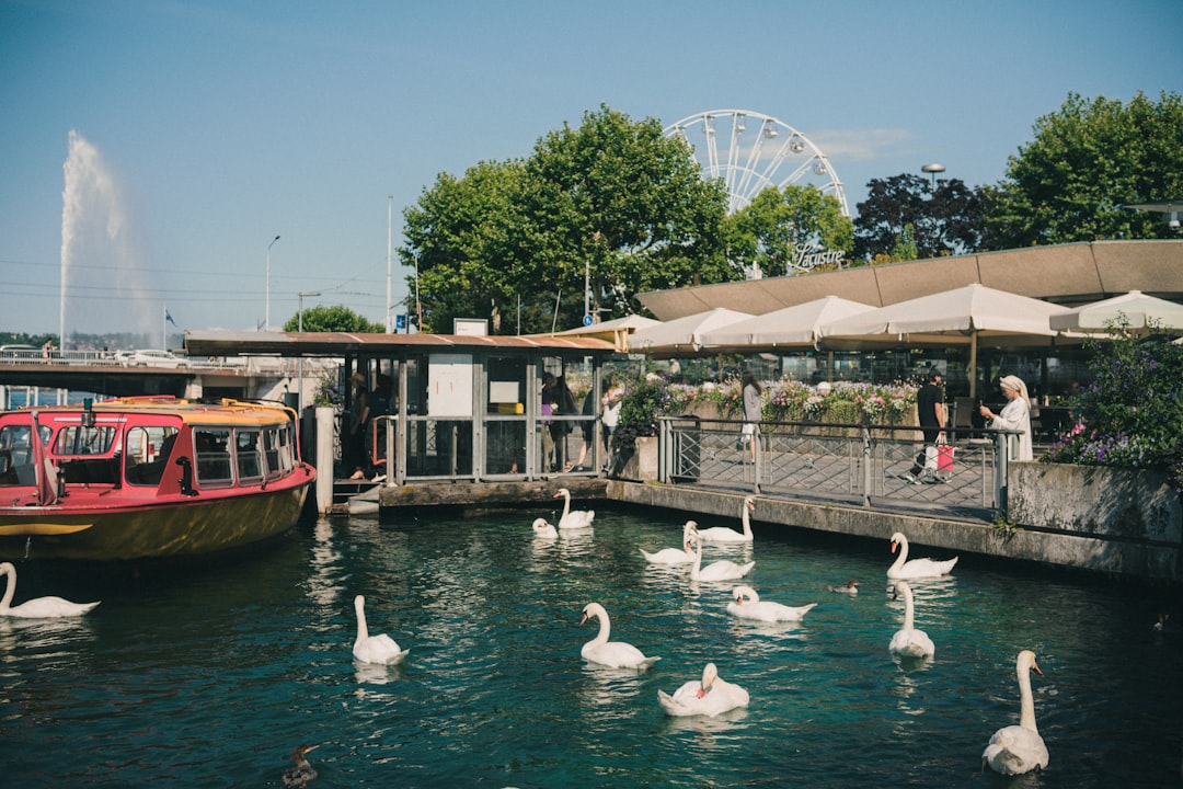 The ballet of the swans: History and symbolism of the king bird of Lake Geneva