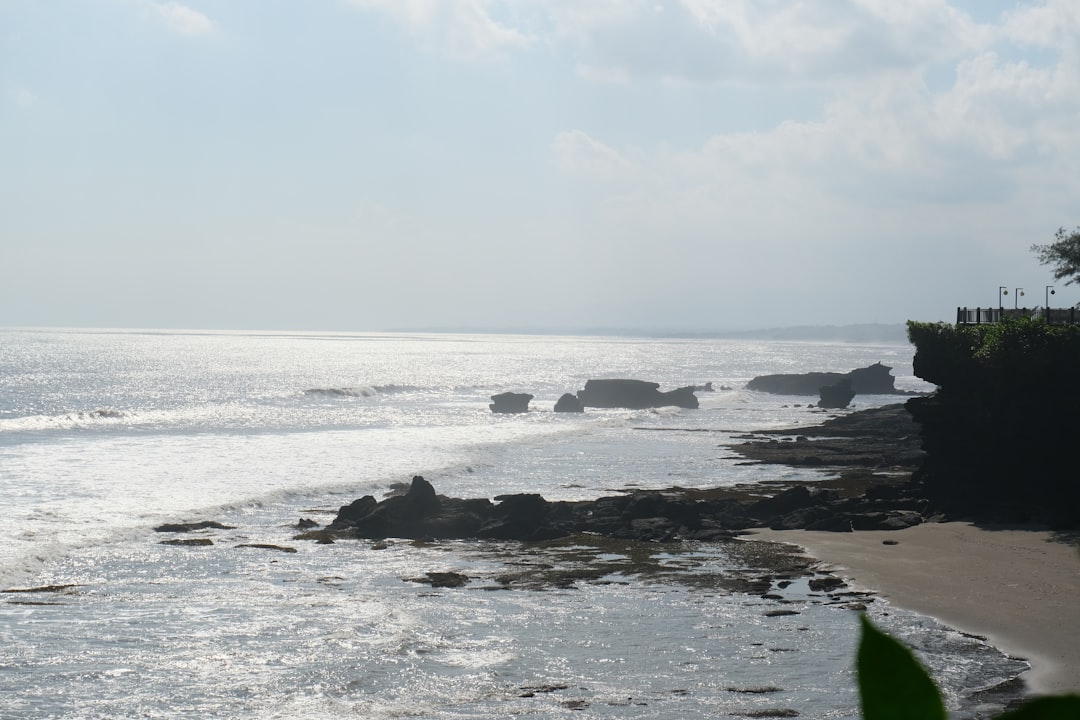 Pourquoi y a-t-il tant d’iguanes en ville ?