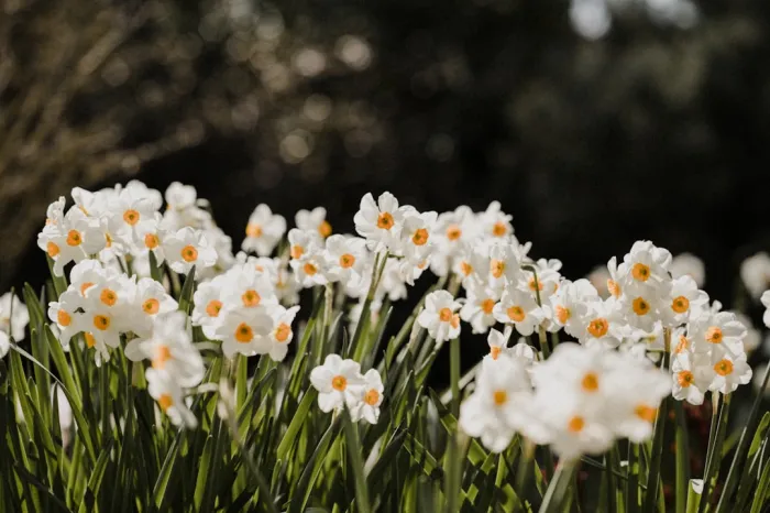 Narcisses en fleurs : le secret des neiges de mai au-dessus de Montreux