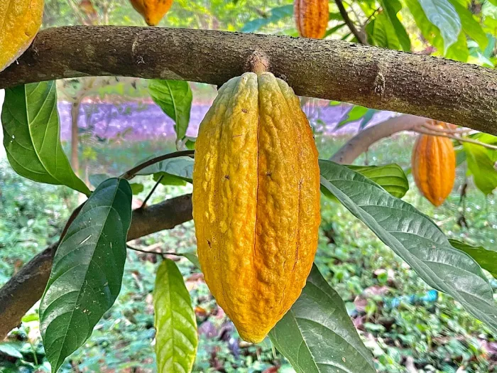 Cacao sacré : histoire et usages ancestraux