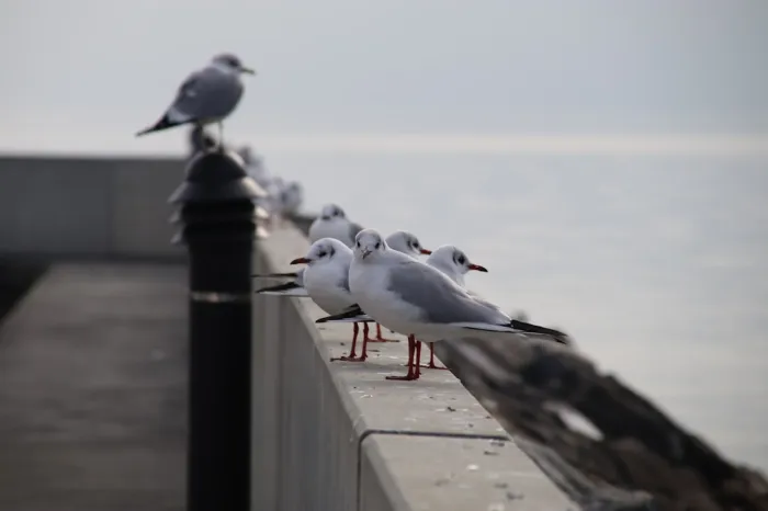 Les oiseaux migrateurs du lac : quelles espèces observer lors des grandes traversées ?