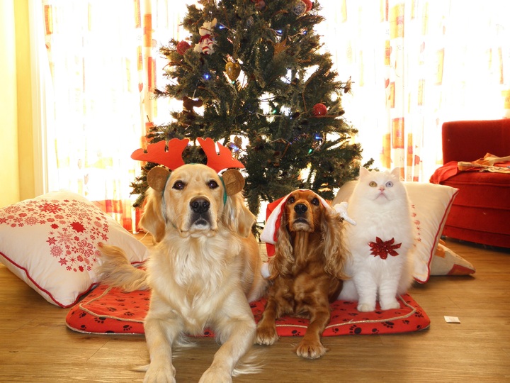 Pets reduce stress and anxiety, promoting happiness through unconditional love and companionship
